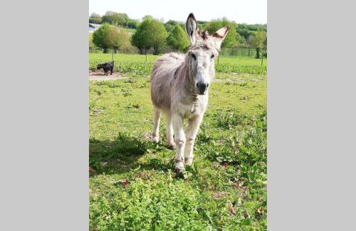 les alouettes - Foto 9