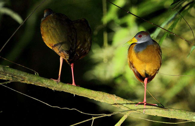 Trekking serale con avvistamento di rane - Foto 4