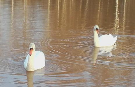 "Sielski Zakątek" - domek całoroczny - Foto 41