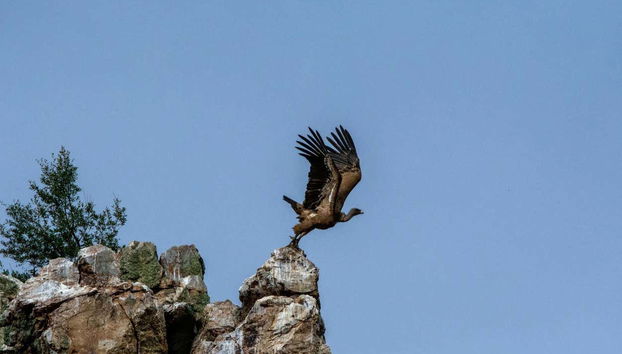 Un grifone che spicca il volo