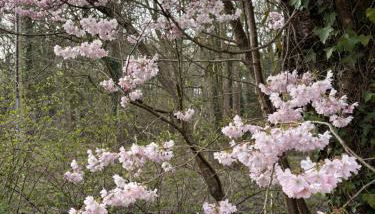 Willow Cottage - Foto 5