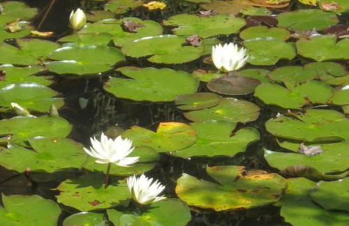 Nantahala Spiritual Retreat - Remote and Peaceful! - Foto 9