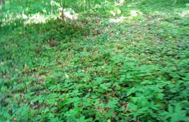 Appartementt à louer à Rennes - Photo 3