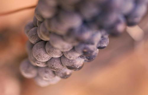 Tenuta San Vito In Fior Di Selva - Foto 121