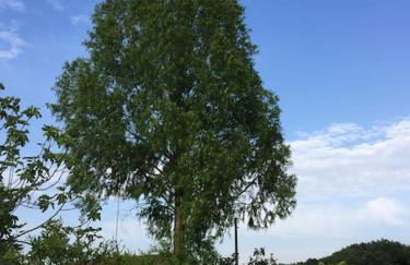 Chalet La Sequoia Orte - Foto 21