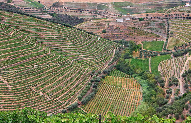Tour de viñedos y bodegas por el Valle del Duero - Foto 2