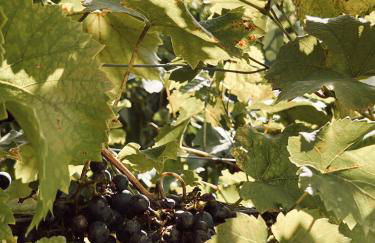 Ferienwohnung Moselflair mit direktem Blick auf die Mosel und Weinberge - Foto 17