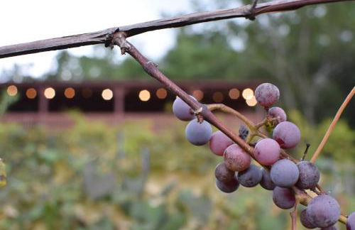 East Tennessee Family Mountain Retreat with Private Vineyard - Photo 56