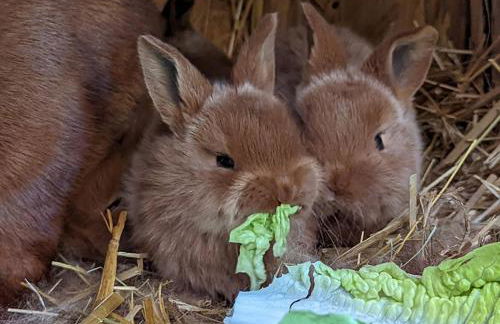 Helenes Ferienwohnung auf dem Bauernhof - Lausitzer Seenland - Foto 37