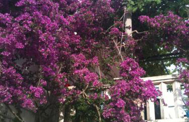 Apartments Villa Hansal - Photo 9