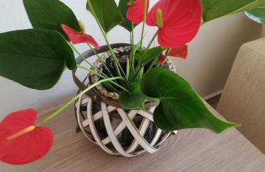 Denis Studios and Apartments - Foto 26