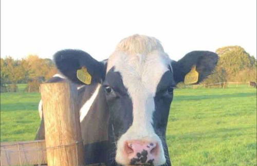 Nestledstays- Sunbeam - Foto 20