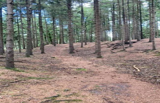 Holiday Lodge in Staphorst With Pool Access - Photo 33