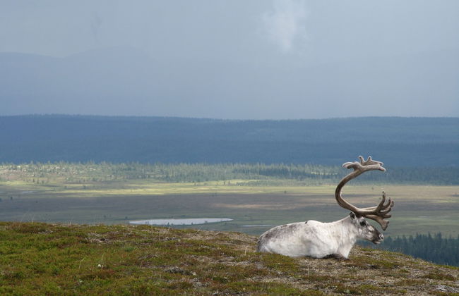 Holiday Home Fjätervålen Fjätstigen - Foto 8