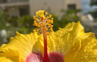 Céu do Morro - Foto 6