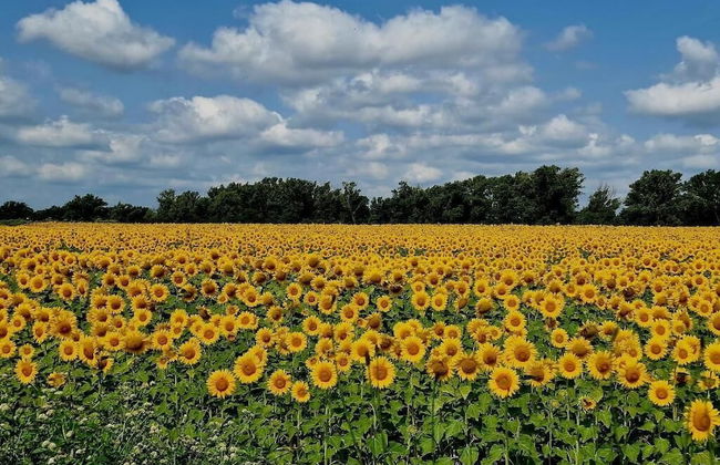 Poggio La Buca - Agriturismo - Foto 32