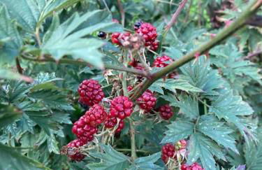 Schwarzwald-Oase für bis zu 10 Personen - Foto 25