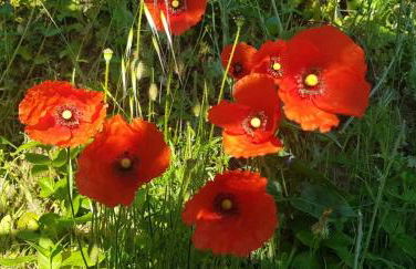 Sofia Mountain Getaway - Photo 6