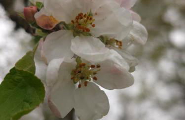 Ferienhaus Ellmi - Foto 16