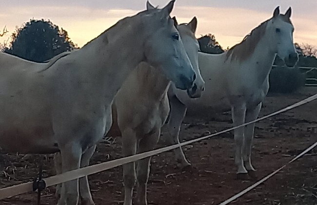 Santuario de Caballos: Un paseo por la naturaleza con Caballos Rescatados a tu lado - Foto 11