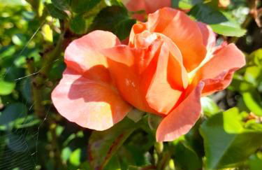 Domaine de l'Ermitage - Foto 66