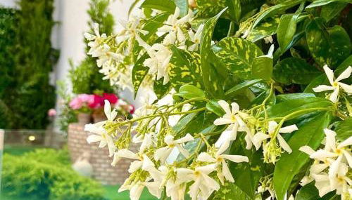 El Patio de los Jazmines "Boutique-House" - Foto 4