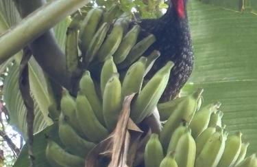 Sitio Águia Beija - Flor - Foto 12