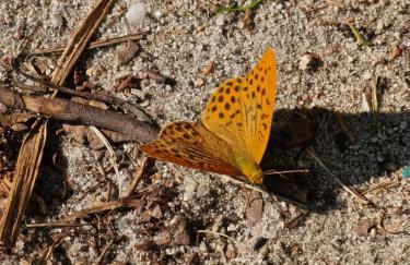 Martha - Ferienhaus, 3 Schlafzimmer, 2 bis 6 Personen, S-Bahn nach Berlin, Strausseenähe, ruhige Lage - Foto 33