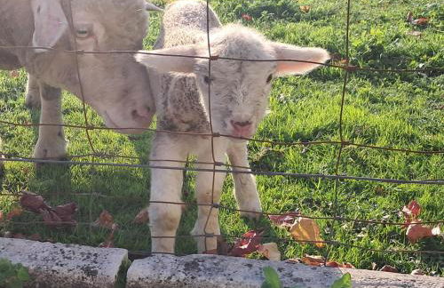 Casa da Anita - Foto 19