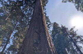 Peaceful Pines Place, a cozy mountain hideaway wAC - Foto 21