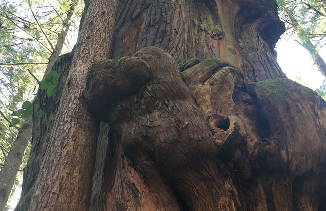 The Great Escape Secluded with Hot Tub - Foto 14