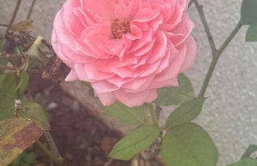 Conforto e Localização Cataratas - Aduanas - Foto 48