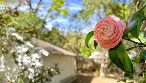 Adorable 1920s home near UF stadium sleeps 10 - Foto 4, Garden, Garden view