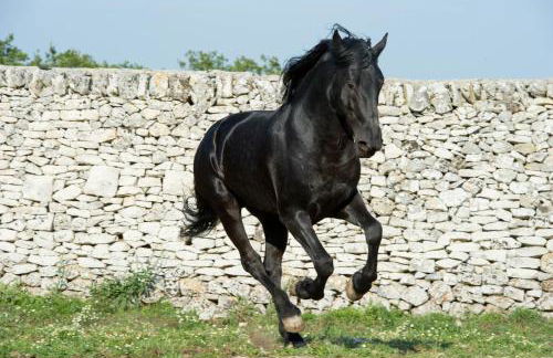 Masseria Tagliente - Foto 12