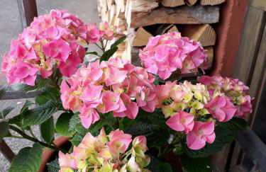 Isoldes Landhaus - Foto 42