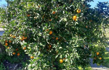 Monte das Laranjeiras - Foto 11