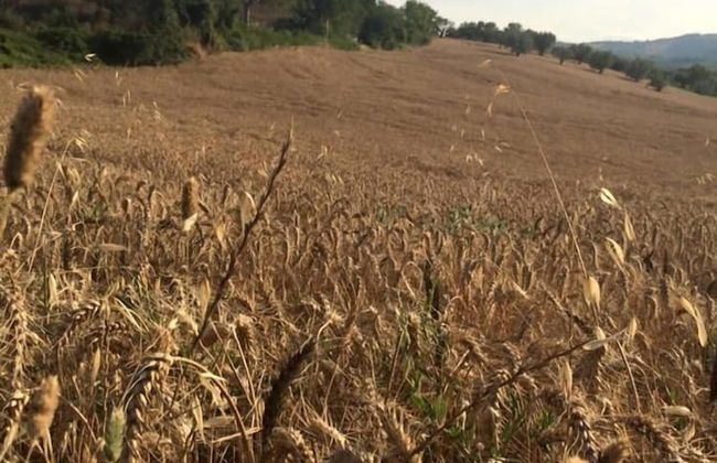 B&B Azienda Perconti - Foto 43