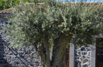 Bosco Ciancio - Foto 103