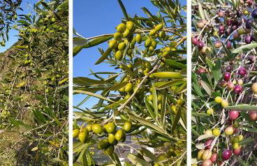 LA CASA DI CHIANNI La Pieve - Foto 53