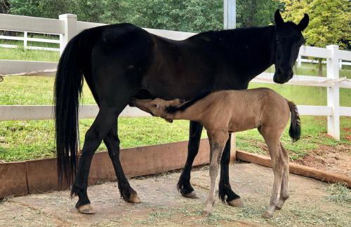 Amazing Loft on Horse Ranch - Foto 29