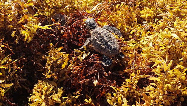 Learn about turtles in Mahahual