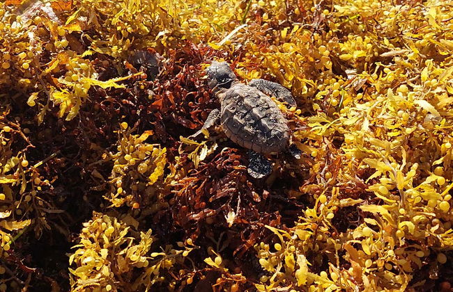 Excursion to Sandy Turtle Conservation Center - Foto 8