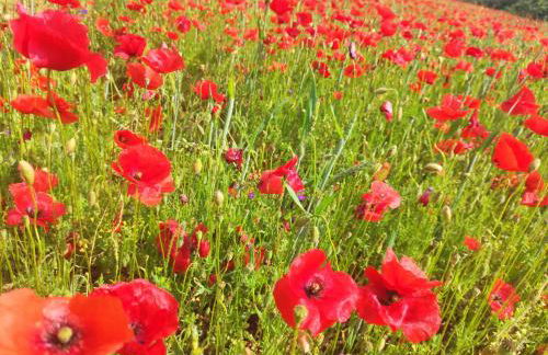 Les quatre chênes - Foto 29