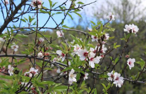 Falcon Crest - Photo 37