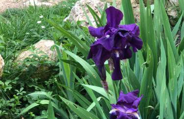 Le Merlat Gite - Foto 43