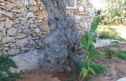 Agriturismo Tenuta La Siesta - Foto 4