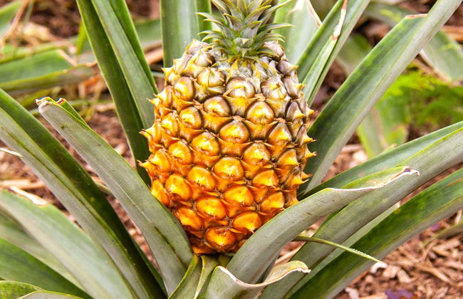 Pineapple Wine Tasting & Plantation Tour - Photo 1