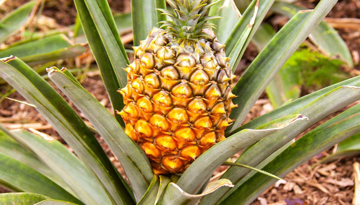 Pineapple Wine Tasting & Plantation Tour
