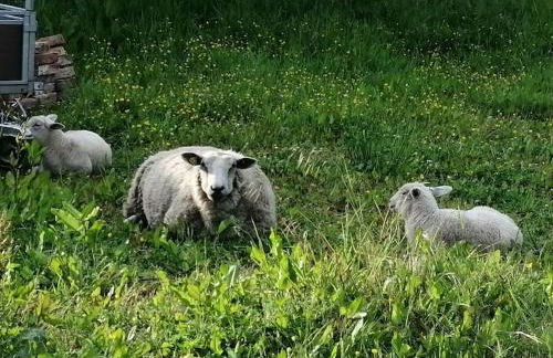 Martine à la Ferme - Foto 13
