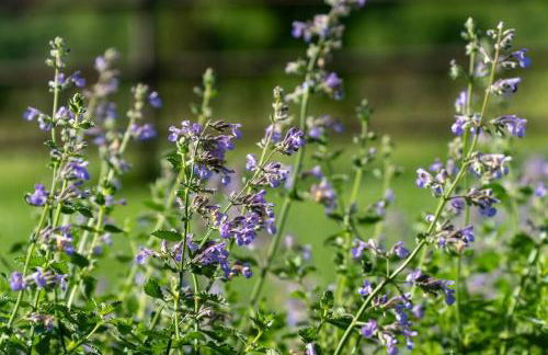 Peaceful Cabin-Breathtaking Views near Branson, MO - Foto 8